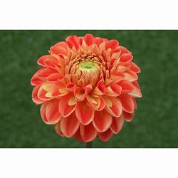 [26年3月中下旬予約]ダリアの球根：（中小輪）ファジーネーブル1球