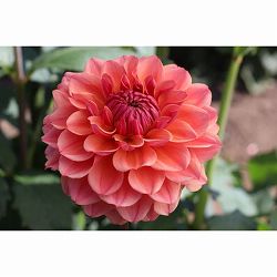 [26年3月中下旬予約]ダリアの球根：（中小輪）美凪（みなぎ）1球