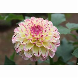 [26年3月中下旬予約]ダリアの球根：（小輪）クラッカー1球