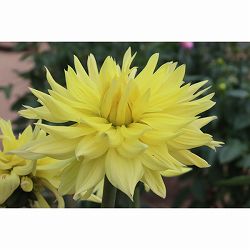 [26年3月中下旬予約]ダリアの球根：（大輪）英雄1球