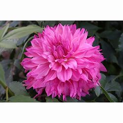 [26年3月中下旬予約]ダリアの球根：（大輪）蝶花1球