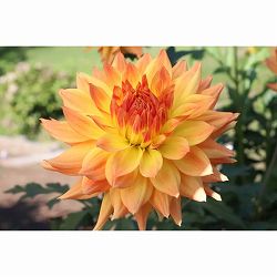 [26年3月中下旬予約]ダリアの球根：（中大輪）オレオール1球