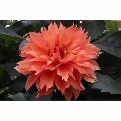 [26年3月中下旬予約]ダリアの球根：（中大輪）奏（かなで）1球