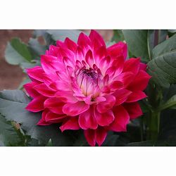 [26年3月中下旬予約]ダリアの球根：（中大輪）マジックアワー1球