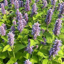 [送料無料]アガスターシェ：ゴールデンジュビリー 3.5号ポット 12株セット