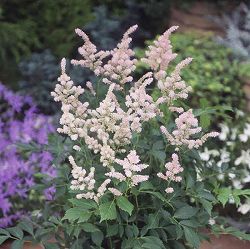 [送料無料]アスチルベ：エウロパ（ヨーロッパ）3.5号ポット 12株セット