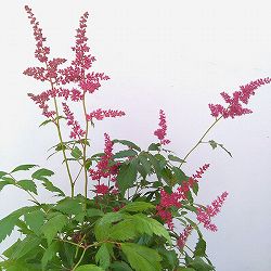 [送料無料]アスチルベ：ファナル3.5号ポット 12株セット