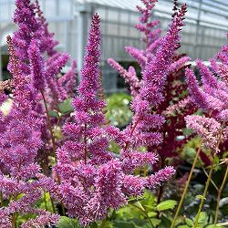 [送料無料]アスチルベ：ブラックパール3.5号ポット 12株セット[6月頃開花　濃紫ももいろの花　花穂が長く印象的な花　宿根草]