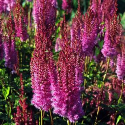 [送料無料]アスチルベ：プルプランツェ3.5号ポット 12株セット