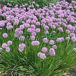 [送料無料]アリウム：サマービューティー3.5号ポット 12株セット