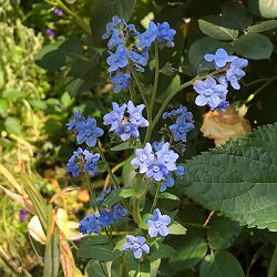 [送料無料]アンチューサ：アズレア フェルサムブライド3.5号ポット 12株セット