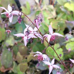 [送料無料]イカリソウ（エピメディウム・碇草）：ピンクエルフ　3.5号ポット 12株セット