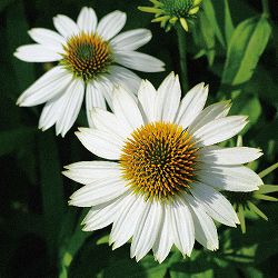 [送料無料]エキナセア：ハッピースター3.5号ポット 12株セット