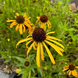 [送料無料]エキナセア：パラドクサ3.5号ポット 12株セット