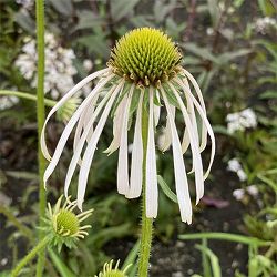 [送料無料]エキナセア：パリダ フラダンサー3-3.5号ポット 12株セット