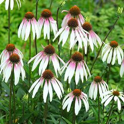 [送料無料]エキナセア：プリティパラソル3.5号ポット 12株セット