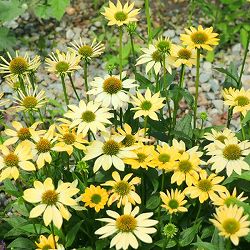 [送料無料]エキナセア：メローイエロー3.5号ポット 12株セット