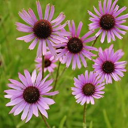 [送料無料]エキナセア：ロッキートップ3.5号ポット 12株セット