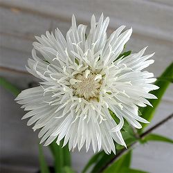 [送料無料]ストケシア：ホワイトスター3.5号ポット 12株セット