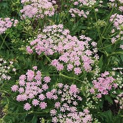 [送料無料]ピンピネラ：マヨール　ロゼア3-3.5号ポット 12株セット