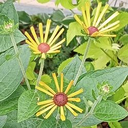 [送料無料]ルドベキア：リトルヘンリー3.5号ポット 12株セット