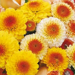 [26年5月中下旬予約]キク：秋咲きデュエットマム（菊の苗）ポンポン咲き黄色系3.5号(ルーニーとポニー）