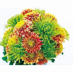 [26年5月中下旬予約]キク：秋咲きデュエットマム（菊の苗）ポンポン咲き緑黄色系3.5号(ガリレオ、シャムロック）