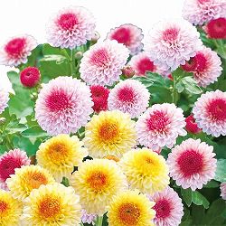 [26年5月中下旬予約]キク：秋咲きデュエットマム（菊の苗）バラエティータイプ桃黄系3.5号（ラブベリーとフォルテ）*