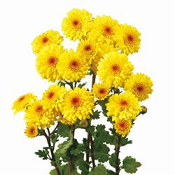 [26年6月中下旬予約]寒菊八重小菊：初日（黄系）2.5号ポット