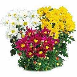 [26年4月下旬予約]手間なし菊苗：二度咲き小菊3種3株植え（花火・こだま・銀スター）4号ポット