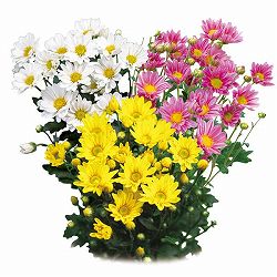 [26年4月下旬予約]手間なし菊苗：二度咲き小菊3種3株植え（踊子・美里・清流）4号ポット