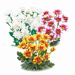 [26年4月下旬予約]手間なし菊苗：二度咲き変わり菊3種3株植え（扇の曲・レーヌ・リリア）4号ポット