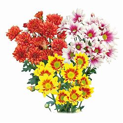 [26年4月下旬予約]手間なし菊苗：二度咲き変わり菊3種3株植え（オレゴン・フリッツ・ルース）4号ポット