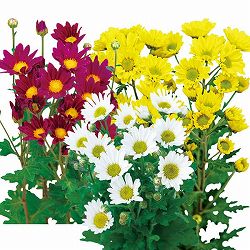 [26年5月中下旬予約]手間なし菊苗：7月咲き小菊3種3株植え（朝顔・由比・みこし）4号ポット