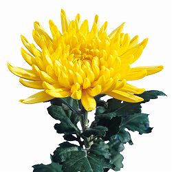 [26年6月中下旬予約]手間なし菊 9月咲き大輪：黄系（天道など） 4号ポット