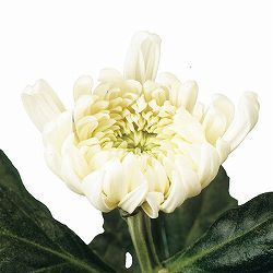 [26年6月中下旬予約]手間なし菊 9月咲き大輪：白系（白大使など） 4号ポット