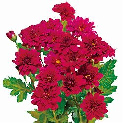 [26年6月中下旬予約]手間なし菊 9月咲き小菊：赤系（花果実など） 4号ポット