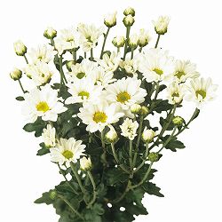 [26年6月中下旬予約]手間なし菊 9月咲き小菊：白系（せせらぎなど） 4号ポット