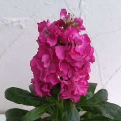 [送料無料]ストック：キスミーサーモン（濃ピンク）3-3.5号ポット 12株セット