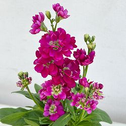 [送料無料]ストック：キスミーバイオレット3-3.5号ポット 12株セット