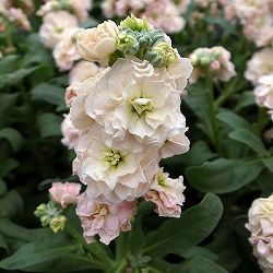 [送料無料]ストック：ベイビー　アプリコット（八重）3-3.5号ポット 12株セット