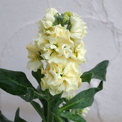 [送料無料]ストック：ベイビー　イエロー（八重）3-3.5号ポット 12株セット