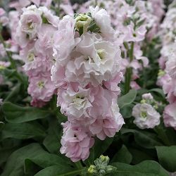 [送料無料]ストック：ベイビー　ラブリーピンク（八重）3-3.5号ポット 12株セット