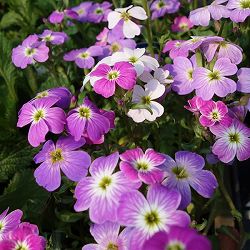 [送料無料]バージニアストック：花色ミックス3号ポット（マルコミア） 12株セット