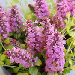 [送料無料]アジュガ：ゴールドライム3-3.5号ポット 12株セット