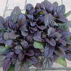 [送料無料]アジュガ：ダークマホガニー2.5-3号ポット 12株セット