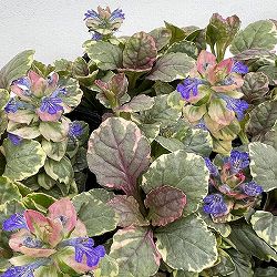 [送料無料]アジュガ：バーガンディグロー（マルチカラー）3号ポット 12株セット