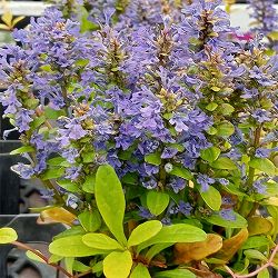 [送料無料]アジュガ：フェザーフレンズ　コーディアルカナリー3.5号ポット 12株セット