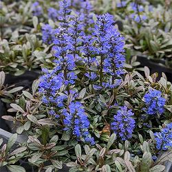 [送料無料]アジュガ：フェザーフレンズ　ノーブルナイチンゲール3.5号ポット 12株セット