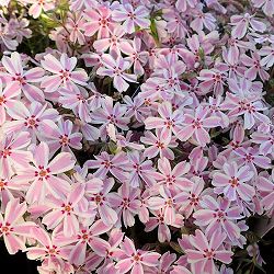 [送料無料]シバザクラ（芝桜） ：タマノナガレ(多摩の流れ）3号ポット 12株セット